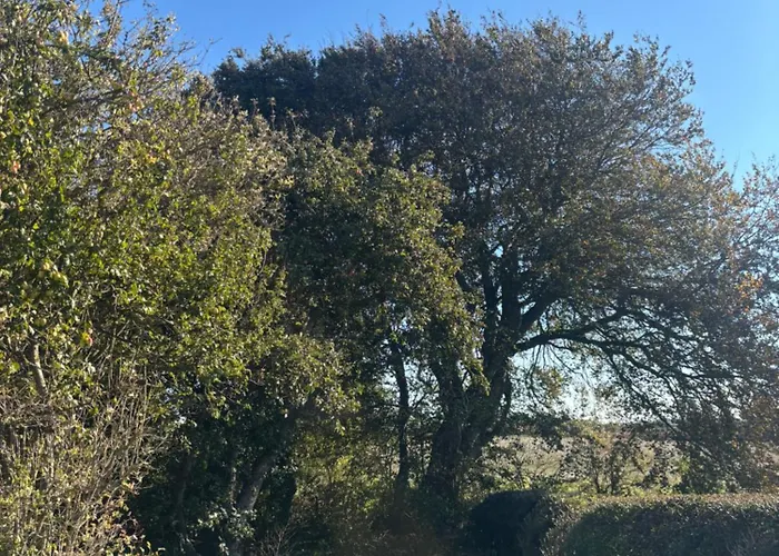 Yellowhammer Hut At Carr House Farm Kemping *